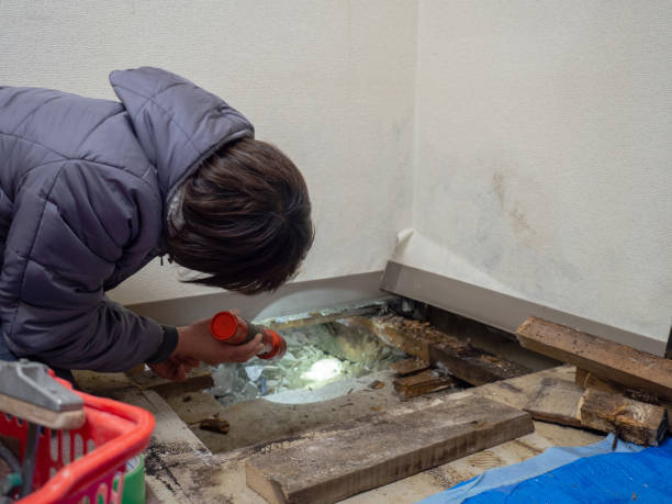 Best Mold Damage Restoration  in Loretto, TN