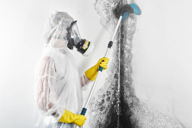 Mold Documentation for Insurance Claims in Loretto, TN
